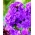 Phlox Purple - čebulica / gomolj / koren