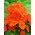 Phlox Orange - květinové cibulky / hlíza / kořen