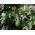 Губчатая тыква, египетский огурец, вьетнамская люфа - 9 семян - Luffa cylindrica - семена