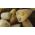 Σφουγγάρι κολοκύνθη, αιγυπτιακό αγγούρι, βιετναμέζικα luffa - 12 σπόροι - Luffa cylindrica