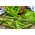 豌豆“Kelvedon的奇迹” - 带皱纹的种子 - Pisum sativum - 種子