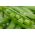 豌豆“Kelvedon的奇迹” - 带皱纹的种子 - Pisum sativum - 種子