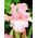 Iris germanica Розово - луковица / грудка / корен