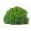 Кале "Цадет" - висок са снажно увијеним лишћем - 600 семена - Brassica oleracea L. var. sabellica L.