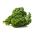 Kale "Cadet" - vysoký se silně zvlněnými listy - 600 semen - Brassica oleracea L. var. sabellica L. - semena