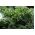 Kale "Cadet" - visok z močno ukrivljenimi listi - 600 semen - Brassica oleracea L. var. sabellica L. - semena