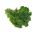 Kale "Onbaşı" - koyu yeşil ile büyüyen düşük, parlaklık yaprakları - 300 tohum - Brassica oleracea convar. acephala var. Sabellica - tohumlar
