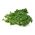 Кале "Капрал" - низькорослий з темно-зеленим, листям блиску - 300 насінин - Brassica oleracea convar. acephala var. Sabellica - насіння