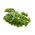 케일 "상병"- 진한 녹색, 빛나는 잎 - 300 종으로 자랍니다. - Brassica oleracea convar. acephala var. Sabellica - 씨앗