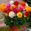 Renoncule des fleuristes - Tomer - paquet de 10 pièces - Ranunculus asiaticus