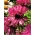 エキナセア、コーンフラワーダブルデッカー - 球根/塊茎/根 - Echinacea purpurea
