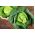 萨沃伊卷心菜“Roma Polana” - 甜美可口 -  325粒种子 - Brassica oleracea var. sabauda  - 種子
