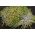 Semena iz cvetenja - čebula - Allium cepa L.