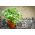 Σπόροι για βλαστούς - καφέ μουστάρδα (Brassica juncea) - 12000 σπόρους -  - σπόροι