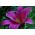 Lily Lilium Purple Prince - květinové cibulky / hlíza / kořen