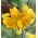 Lilium, Lily Yellow Tiger - cibuľka / hľuza / koreň - Lilium Yellow Tiger