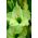 แกลดิโอลัสกรีนสตาร์ - 5 ดวง - Gladiolus Green Star