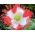 Opium poppy "bendera Denmark", popok Breadseed - 1000 biji - Papaver somniferum - benih