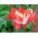 خشخاش الأفيون "العلم الدنماركي" ، خشخاش بذرة البذور - 1000 بذرة - Papaver somniferum - ابذرة