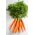 Zanahoria - Olympus - Flakkee - 4250 semillas - Daucus carota