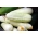 White cucumber "White Wonder" - 80 seeds