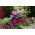 Pot de fleurs rond - Violet - 12,5 cm - Fuchsia - 