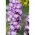 Vrtni larkspur - mješovitost - 175 sjemenki - Delphinium x. cultorum. - sjemenke
