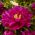 Paeonia, Pivoňka Karl Rosenfield - květinové cibulky / hlíza / kořen