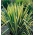 Yucca Golden Sword – 1 pc; Adam's needle, common yucca, Spanish bayonet, bear–grass, needle–palm, silk–grass, spoon–leaf yucca