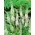 Veronica, Speedwell Bílá - květinové cibulky / hlíza / kořen - Veronica spicata