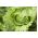 Листовой Айсберг - Splendor - 180 семена - Lactuca sativa L.