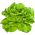 Hlávkový salát "Edyta Ozarowska" - velký a živě zelený - 900 semen - Lactuca sativa L. var. capitata  - semena