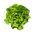 Buthead生菜“Edyta Ozarowska” - 大而生动的绿色 -  900粒种子 - Lactuca sativa L. var. capitata  - 種子