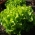 Салат-дуб-лист "Дубачек" - зелений і смачний - 900 насінин - Lactuca sativa L. var. crispa L.  - насіння