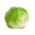 酥脆的冰山莴苣“泰山” - 极大的头 -  900粒种子 - Lactuca sativa L.  - 種子