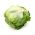 酥脆的冰山莴苣“泰山” - 极大的头 -  900粒种子 - Lactuca sativa L.  - 種子