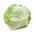 Crisp iceberg lettuce "Tarzan" - extremely large heads - 900 seeds