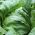 Хрусткий салат Айсберг "Мауглі" - для всесезонного вирощування - 900 насінин - Lactuca sativa L.  - насіння