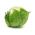 Στιφάδο μαρούλι "Maugli" - για καλλιέργεια όλων των εποχών - 900 σπόρους - Lactuca sativa L.  - σπόροι