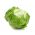 Hrskava ledena salata "Maugli" - za cjelogodišnje uzgoj - 900 sjemenki - Lactuca sativa L.  - sjemenke