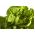 Сала́т латук листовой - Appia - 270 семена - Lactuca sativa L. var. Capitata