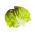 Маслянистий салат "Марина" - хрусткий і ніжний - 1350 насінин - Lactuca sativa L. var. Capitata - насіння