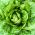 莴苣“玛丽娜” - 脆嫩 -  1350粒种子 - Lactuca sativa L. var. Capitata - 種子