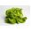 Salat Hoved - Safir - 450 frø - Lactuca sativa L. var. Capitata