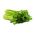 Celer "Malachite" - masité, husté listy - 360 semen - Apium graveolens - semena
