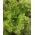 סלרי "Pikant" - עם עלים מקומטים - 520 זרעים - Apium graveolens