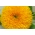 Декоративни високи слънчогледи "Sungold Tall" - 80 семена - Helianthus annuus