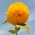 Süs uzun ayçiçeği "Sungold Tall" - 80 tohum - Helianthus annuus - tohumlar