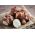 Jerusalem artichoke – sunroot – edible and ornamental – 1 pc;  sunchoke, earth apple