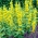 Pistetty loosestrife, Suuri keltainen loosestrife, Spotted loosestrife - 900 siementä - Lysimachia punctata - siemenet